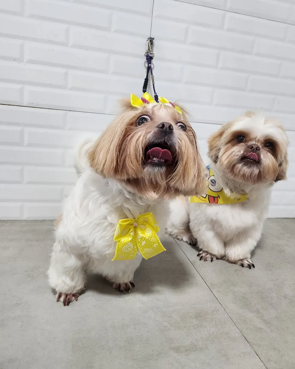 Anakin e Eleven na PetTopia Ipês: banho em dupla