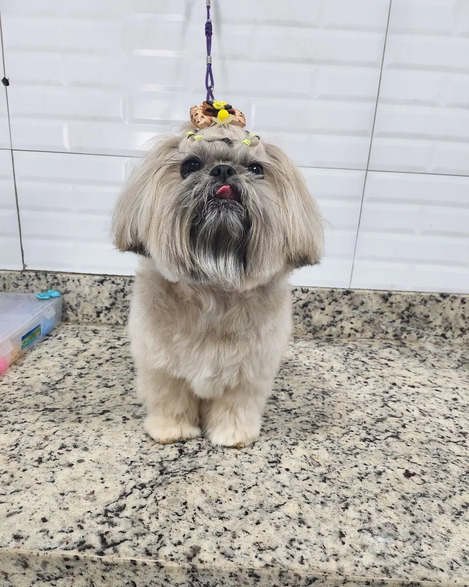 Kyra na PetTopia Ipês: banho e penteado