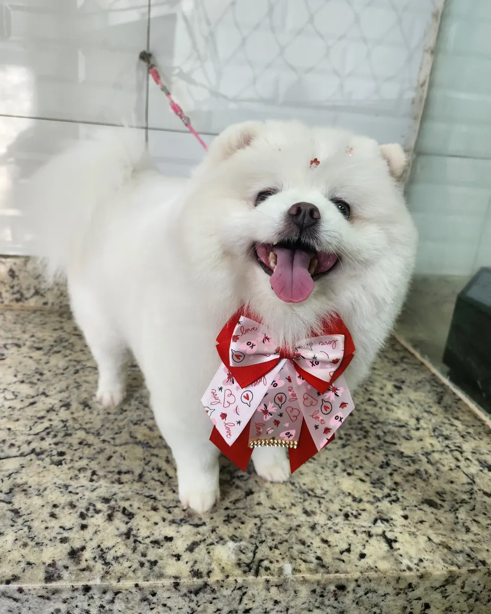 Linda na PetTopia Ipês: tosa finalizada