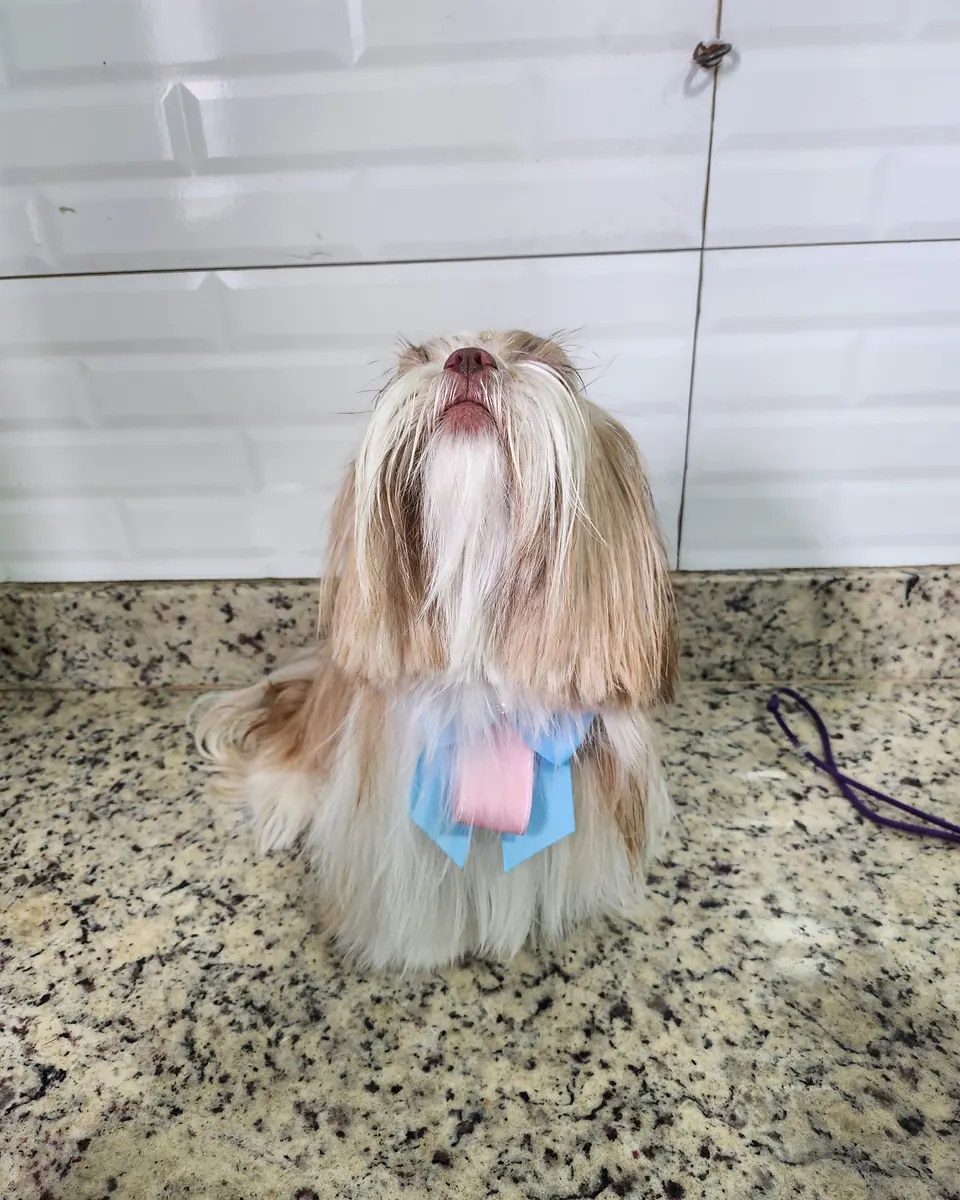 Penélope na PetTopia Ipês: banho e laço