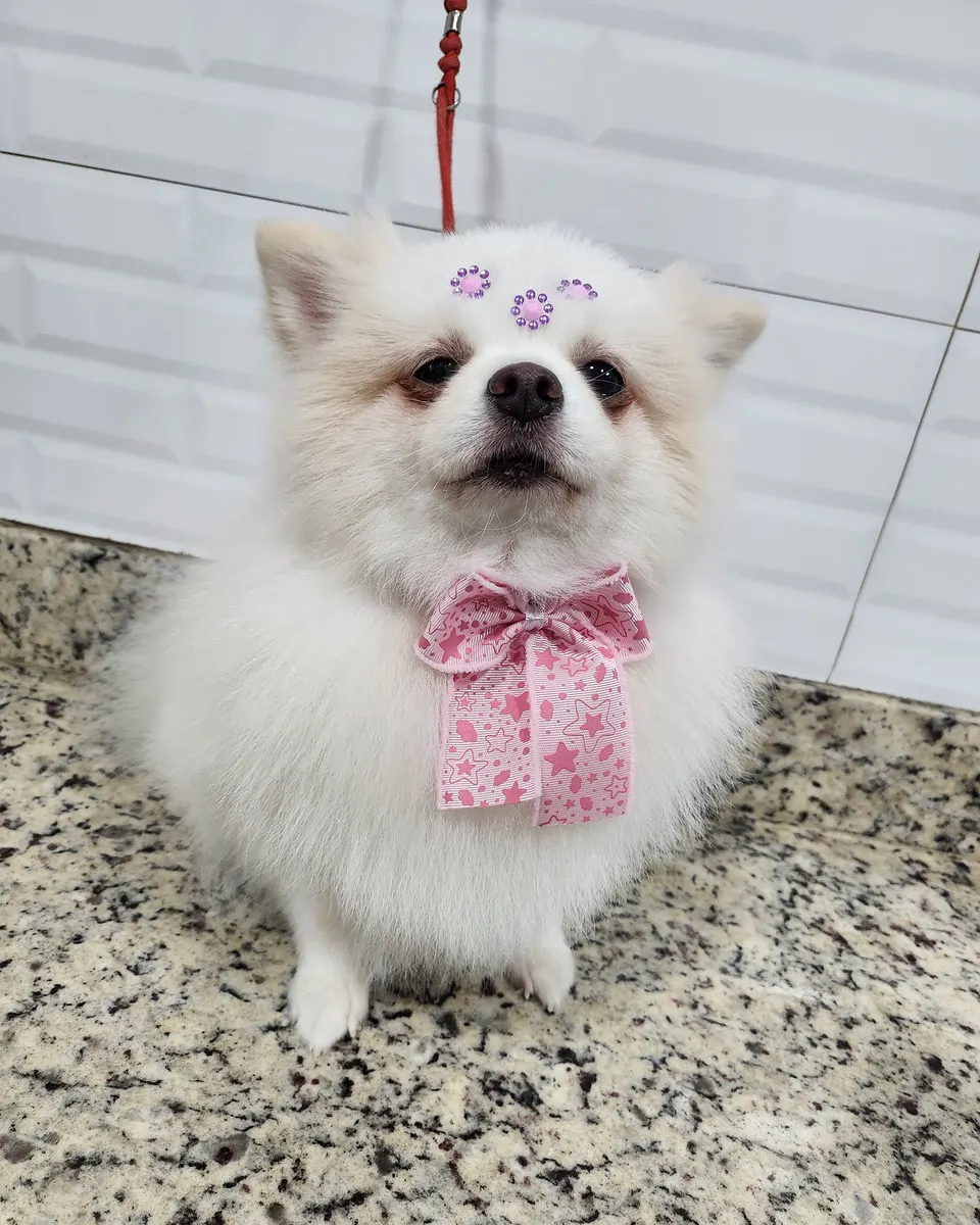 Ruki, um spitz branco, limpo e com laço depois do banho na PetTopia