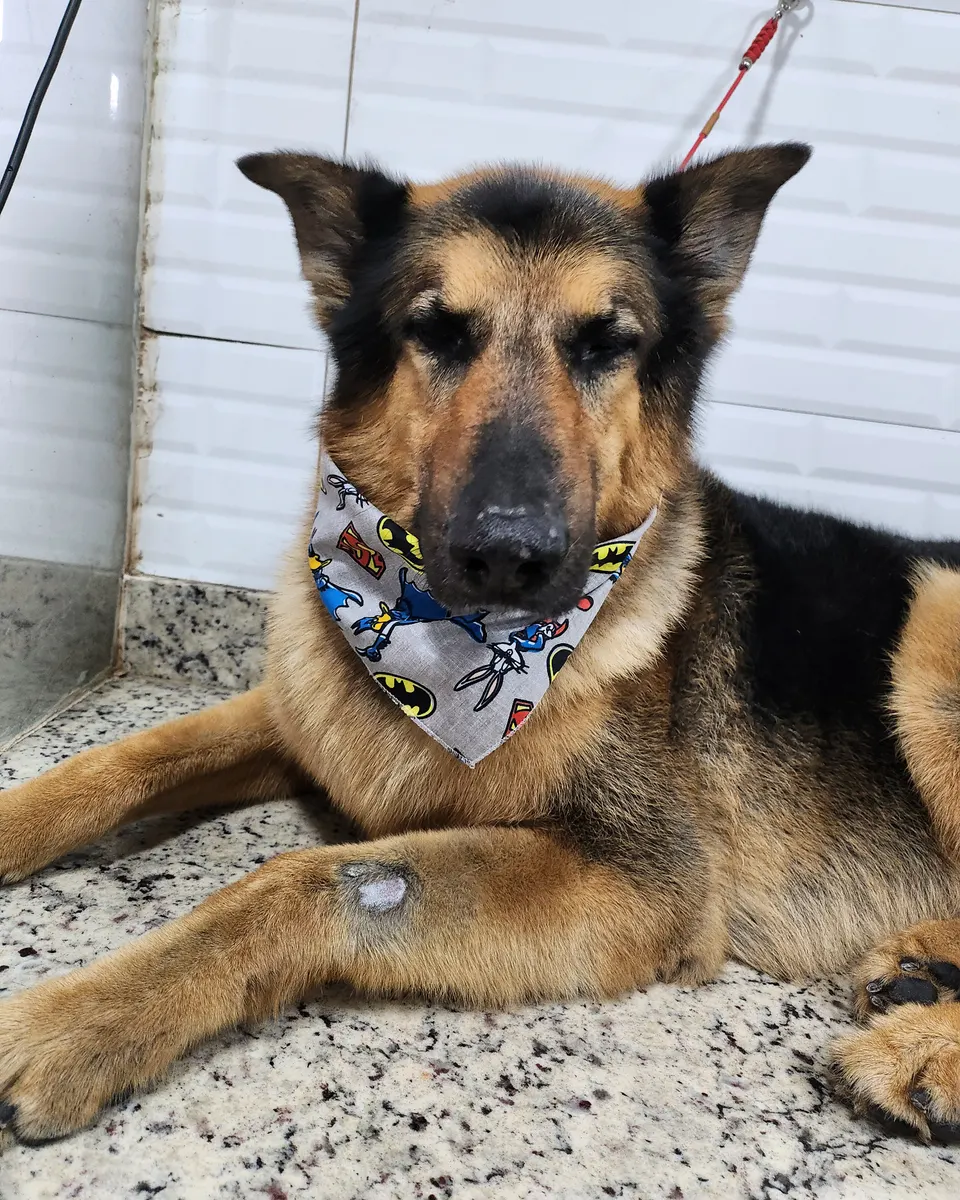 Thor na PetTopia Ipês: banho e bandana