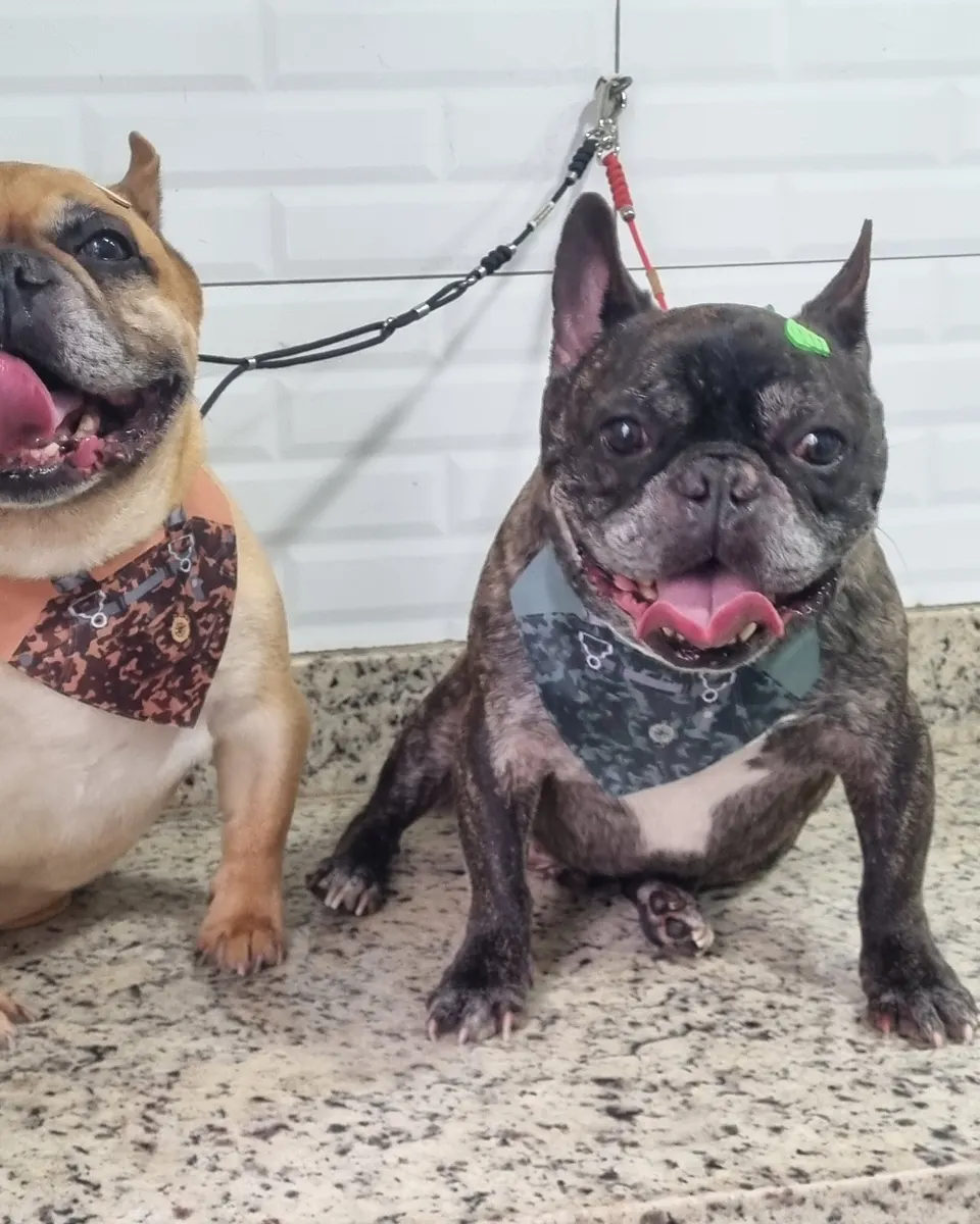 Tobias e Henri na PetTopia Ipês: banho em dupla