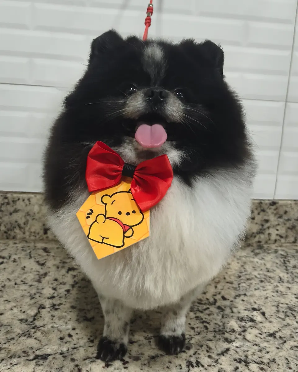 Tosa de Spitz Alemão (Lulu da Pomerânia) na PetTopia Ipês