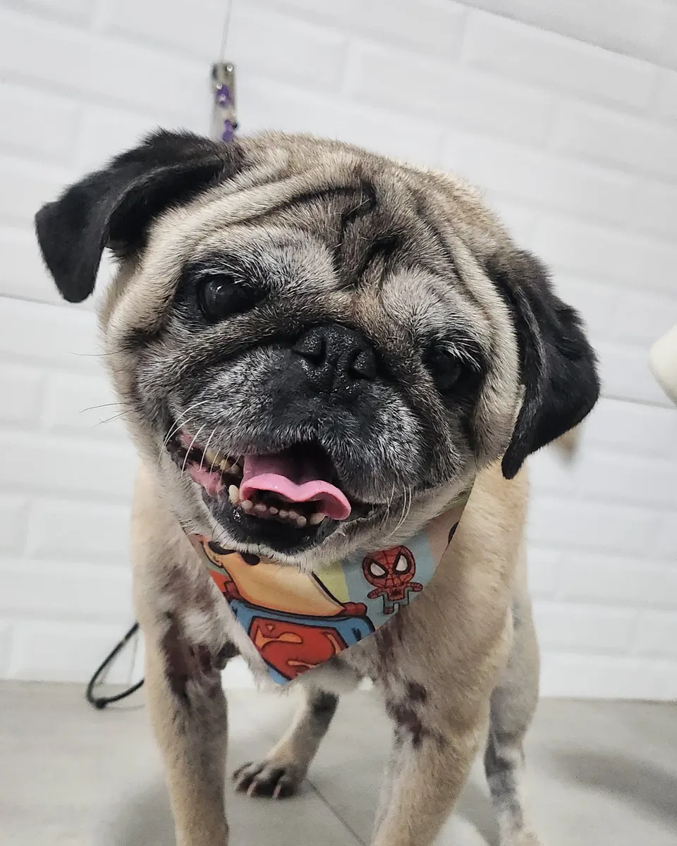 Wally na PetTopia Ipês: banho e bandana