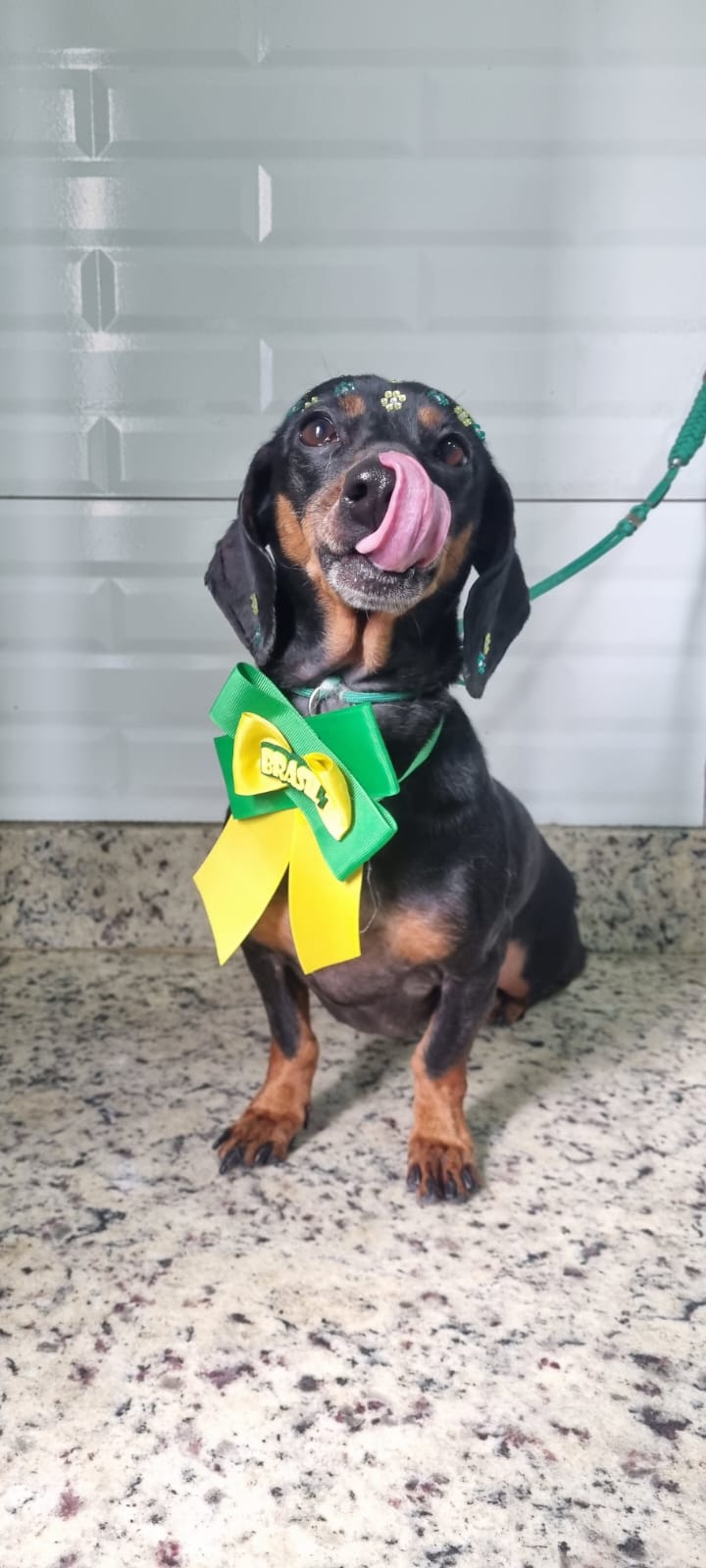 Ayla - Copa - PetTopia Ipês
