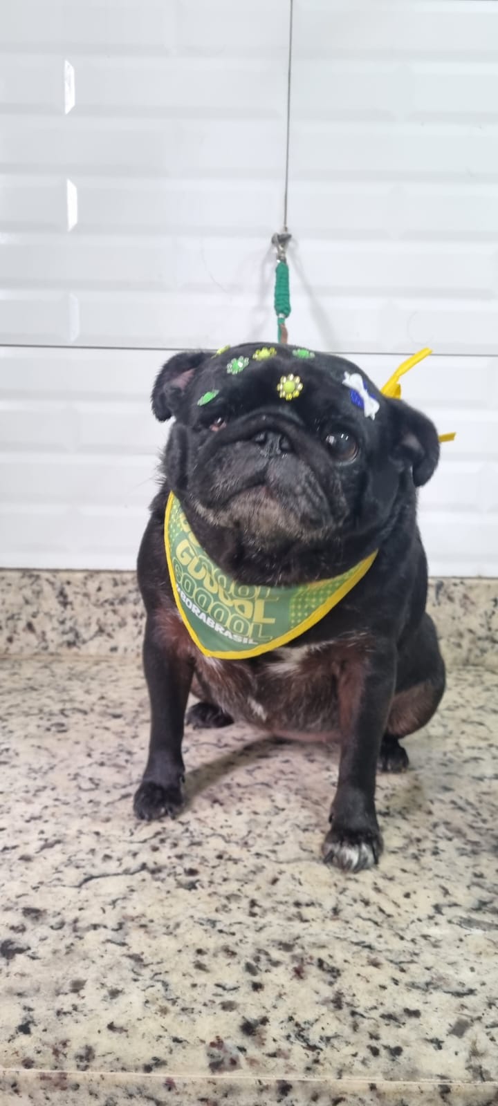 Chokita - Copa - PetTopia Ipês