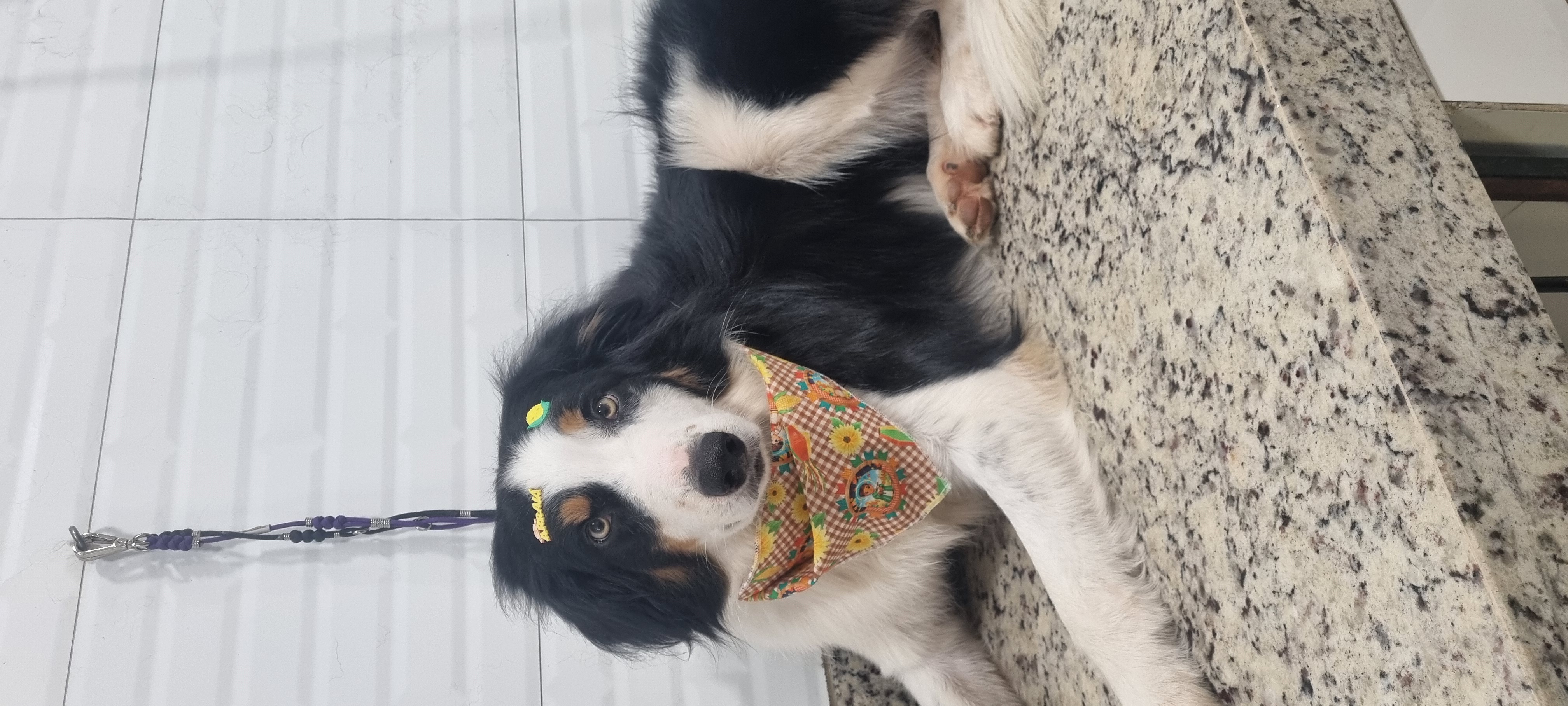Jack - Festa Junina - PetTopia Ipês