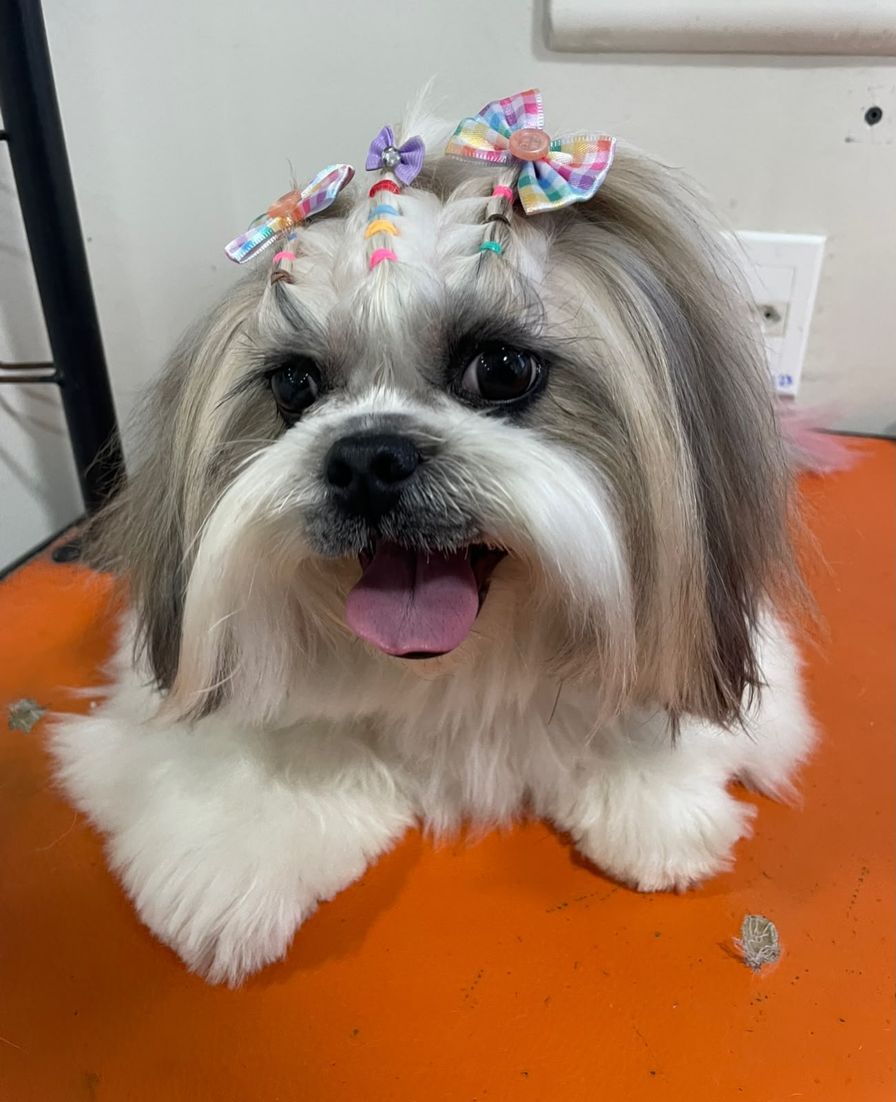 Megam - Festa Junina - PetTopia Ipês