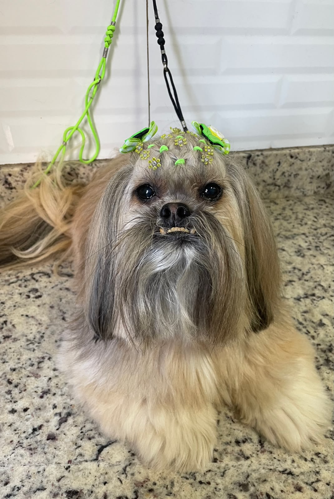 Mylle - Festa Junina - PetTopia Ipês