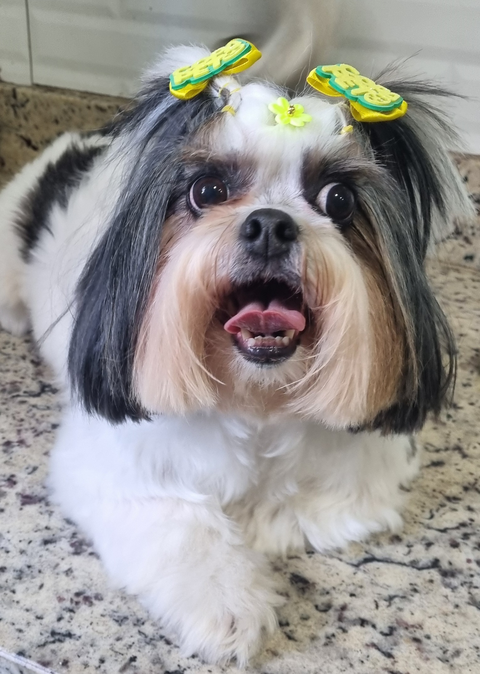 Nina - Copa - PetTopia Ipês Cajamar