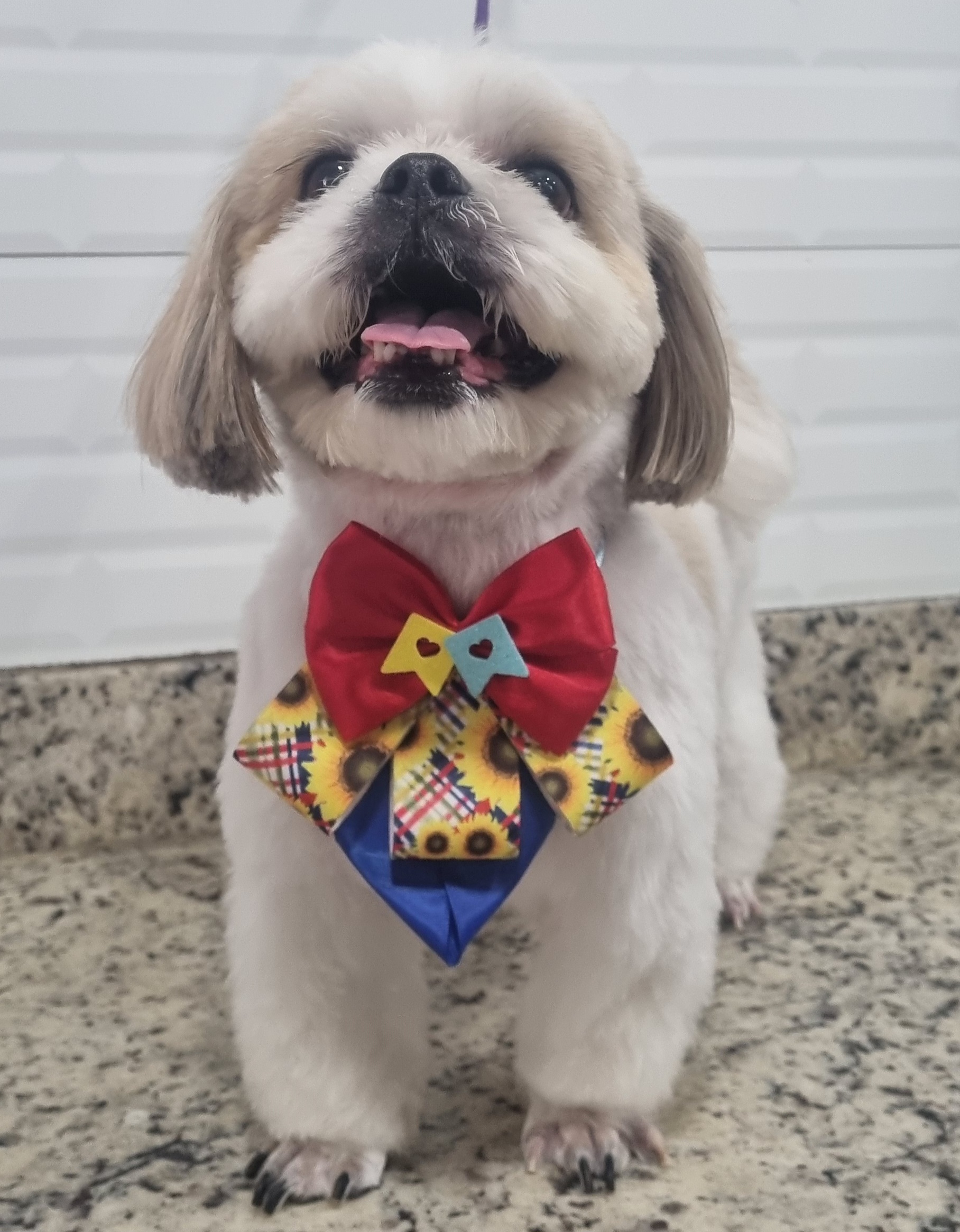 Thor - Festa Junina - PetTopia Ipês