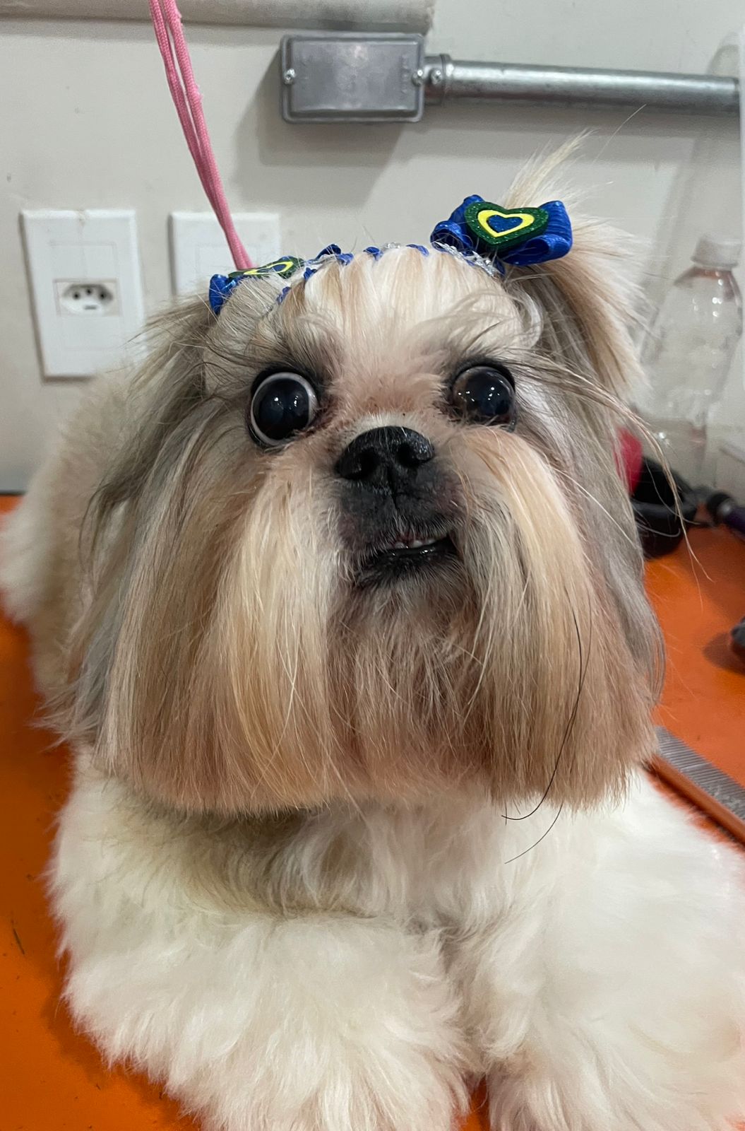 Valentina - Copa - PetTopia Ipês