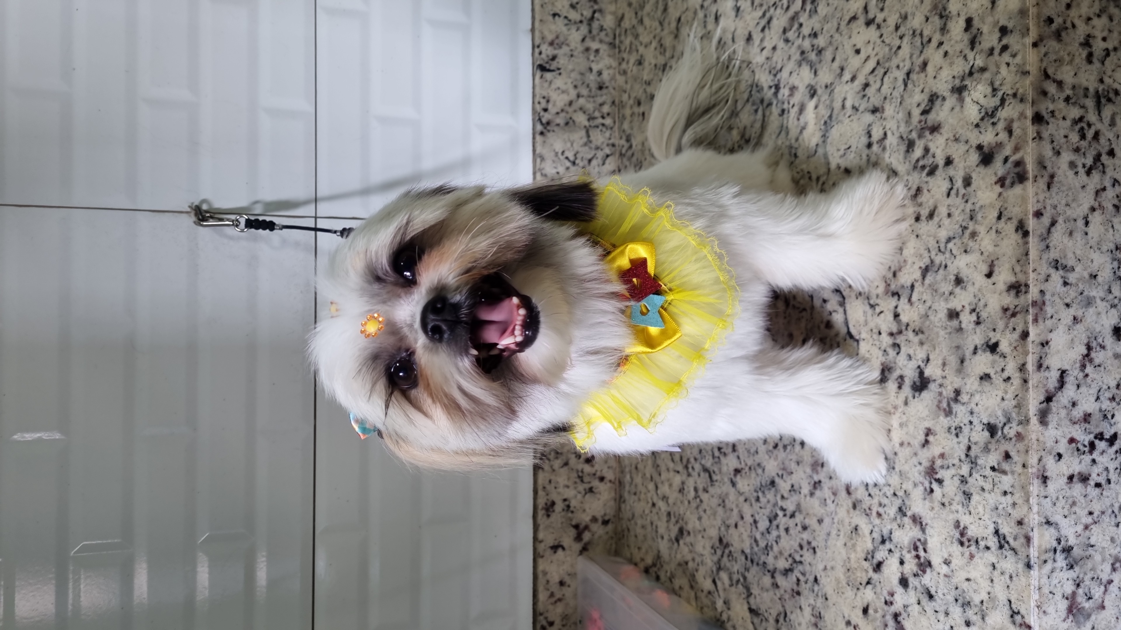 Zara - Festa Junina - PetTopia Ipês